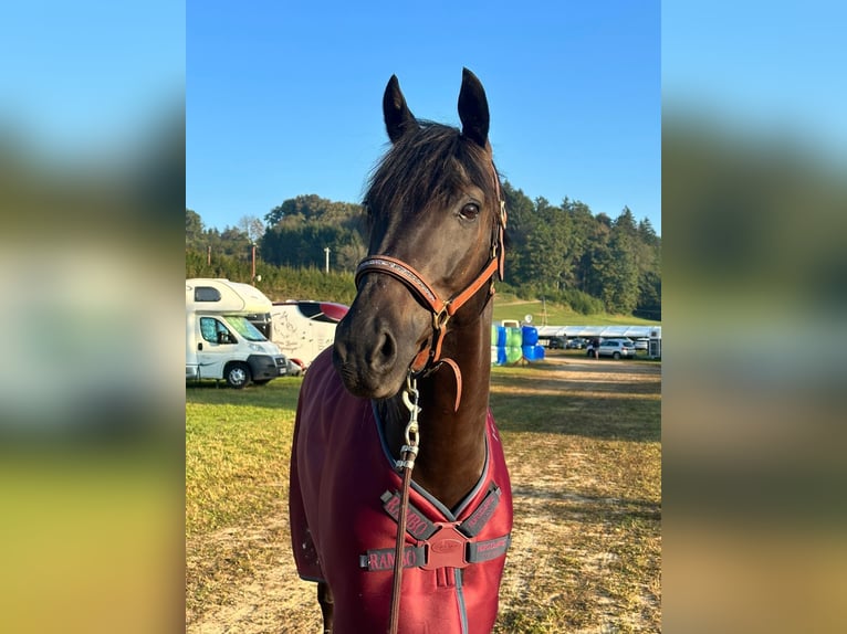 KWPN Gelding 9 years 15,3 hh Smoky-Black in Anger