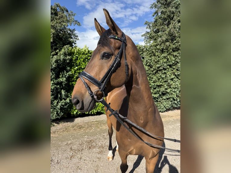 KWPN Gelding 9 years 16.1 hh Bay-Dark in Oud Gastel