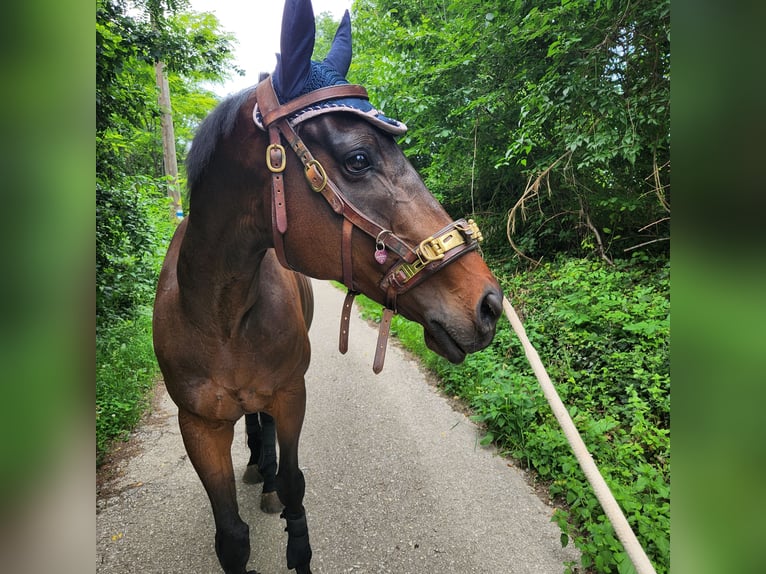 KWPN Gelding 9 years 16,1 hh Bay-Dark in Gumpoldskirchen