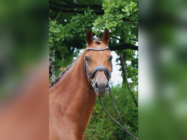 KWPN Gelding 9 years 16,1 hh Brown in DRAWSKO POMORSKIE