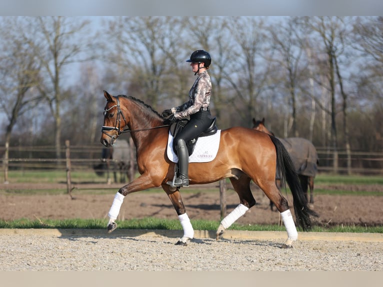 KWPN Gelding 9 years 16,1 hh Brown in Haaksbergen