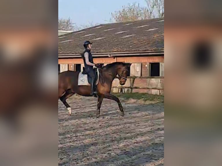 KWPN Gelding 9 years 16.1 hh Brown in Renesse