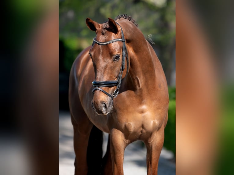 KWPN Gelding 9 years 16.1 hh Chestnut in Puth