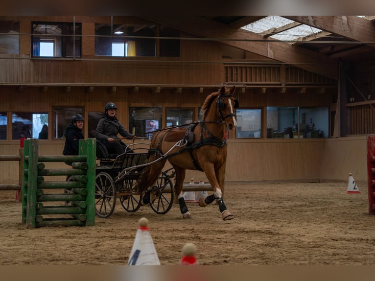 KWPN Gelding 9 years 16,1 hh Chestnut-Red in Amstetten