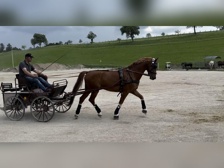 KWPN Gelding 9 years 16,1 hh Chestnut-Red in Amstetten