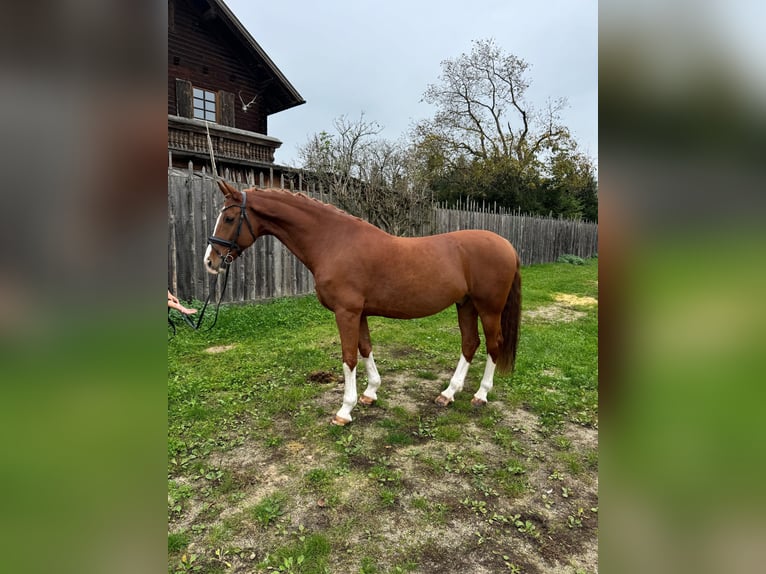 KWPN Gelding 9 years 16,1 hh Chestnut-Red in Amstetten