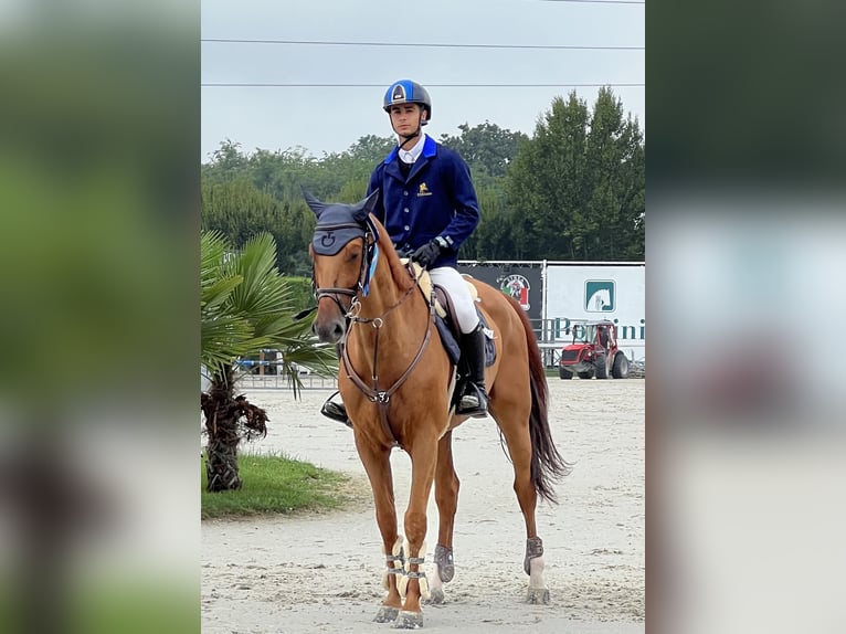 KWPN Gelding 9 years 16,1 hh Chestnut-Red in Milano