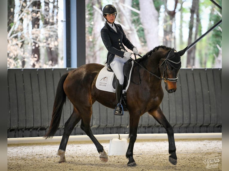 KWPN Gelding 9 years 16.1 hh Smoky-Black in Birac