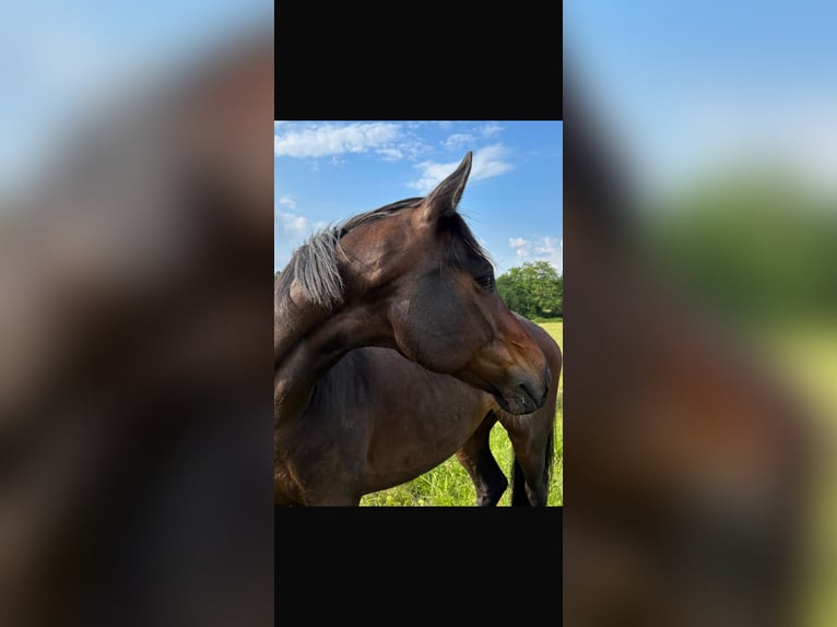 KWPN Gelding 9 years 16.1 hh Smoky-Black in Birac