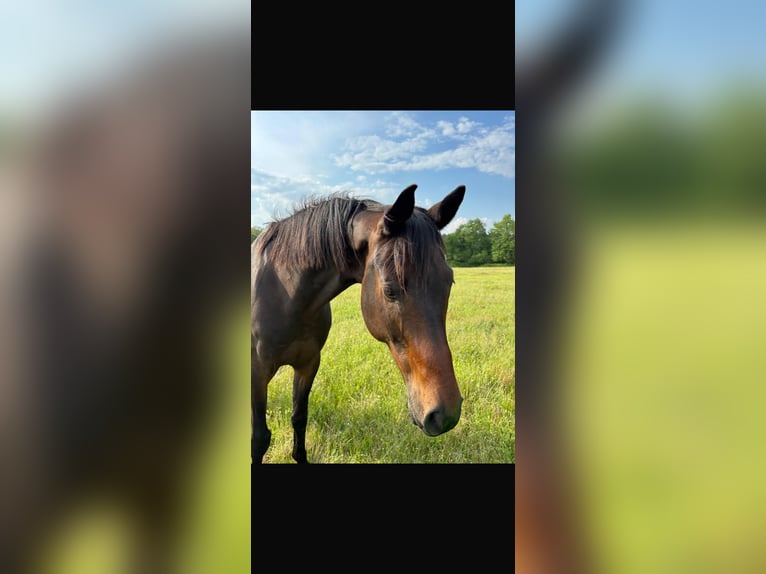 KWPN Gelding 9 years 16.1 hh Smoky-Black in Birac