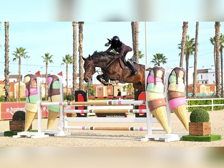 KWPN Gelding 9 years 16,1 hh Smoky-Black in Rheineck