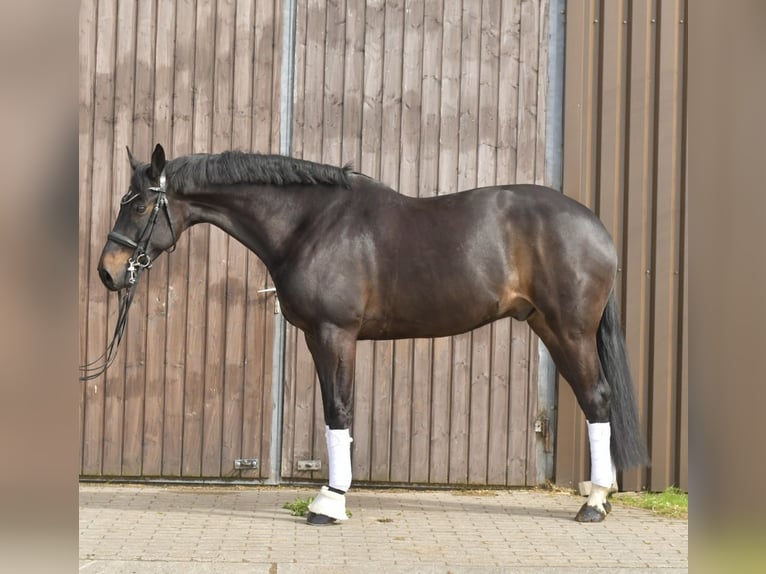 KWPN Gelding 9 years 16.2 hh Bay-Dark in Geilenkirchen