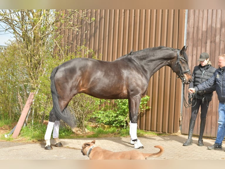 KWPN Gelding 9 years 16.2 hh Bay-Dark in Geilenkirchen