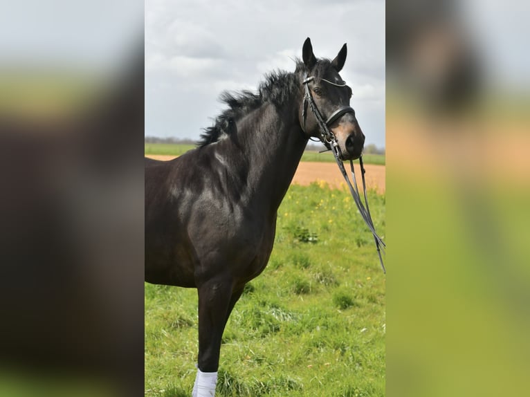 KWPN Gelding 9 years 16.2 hh Bay-Dark in Geilenkirchen