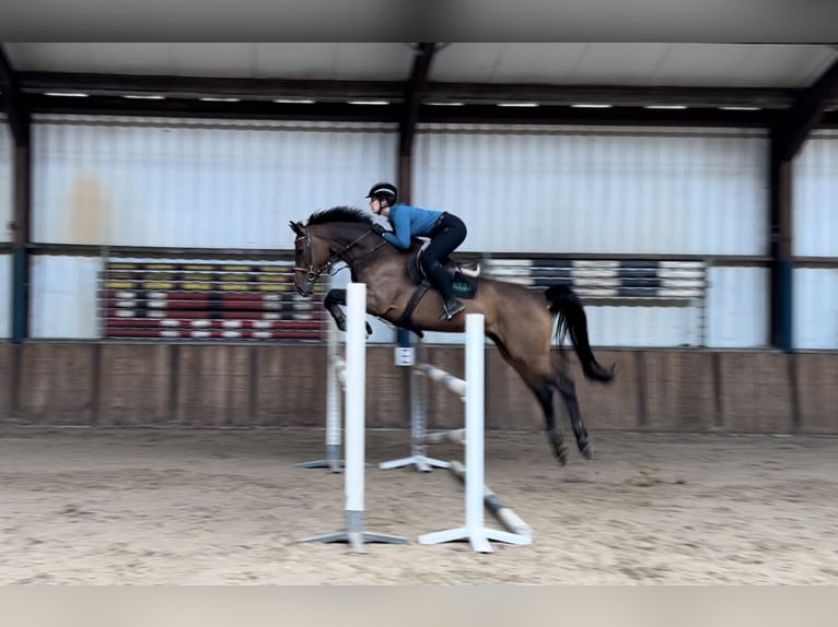 KWPN Gelding 9 years 16,2 hh Bay-Dark in Oud Gastel