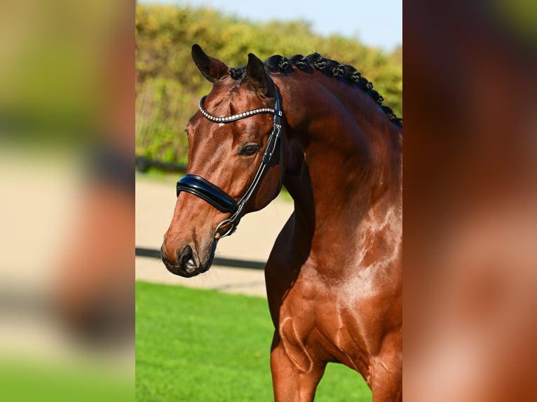 KWPN Gelding 9 years 16,2 hh Brown in Hem