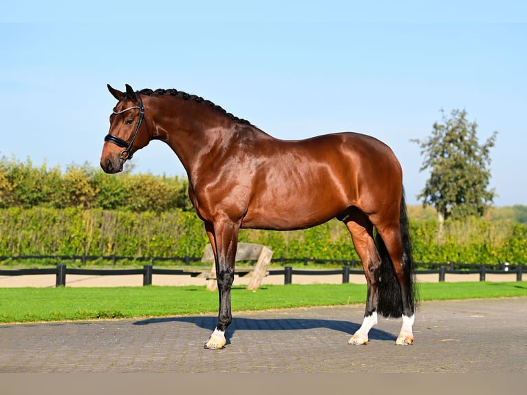 KWPN Gelding 9 years 16,2 hh Brown in Hem