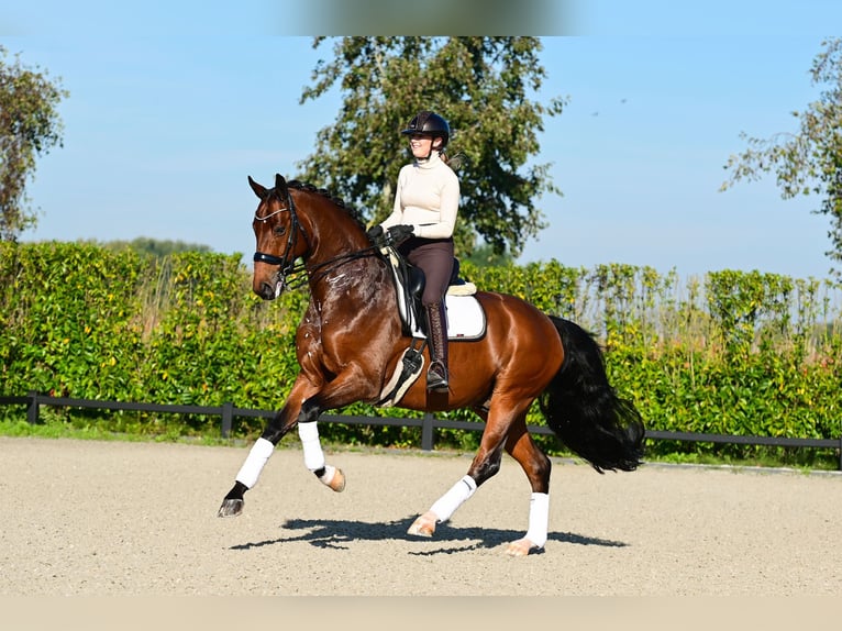 KWPN Gelding 9 years 16,2 hh Brown in Hem