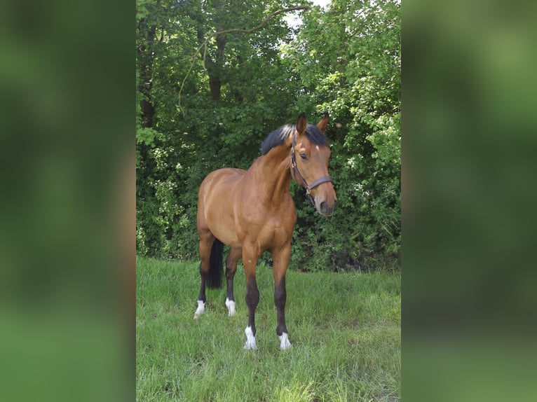 KWPN Gelding 9 years 16.2 hh Brown in Zeewolde