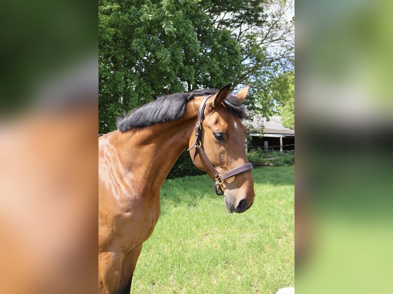 KWPN Gelding 9 years 16.2 hh Brown in Zeewolde