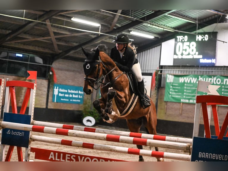 KWPN Gelding 9 years 16.2 hh Brown in Zeewolde