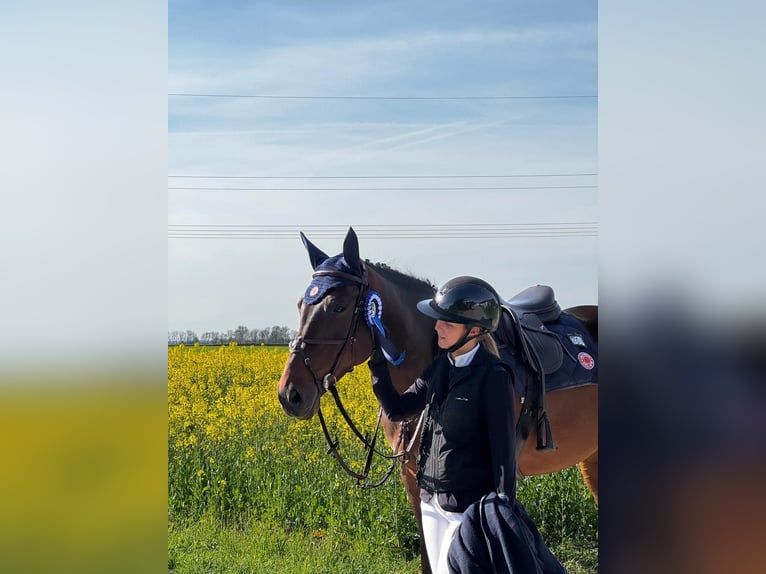 KWPN Gelding 9 years 16.2 hh Brown in Gerstetten