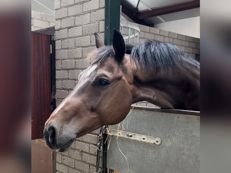 KWPN Gelding 9 years 16,2 hh Brown in Oud Gastel