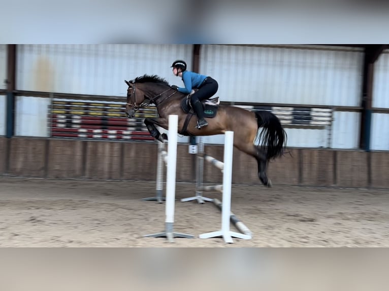 KWPN Gelding 9 years 16,2 hh Brown in Oud Gastel