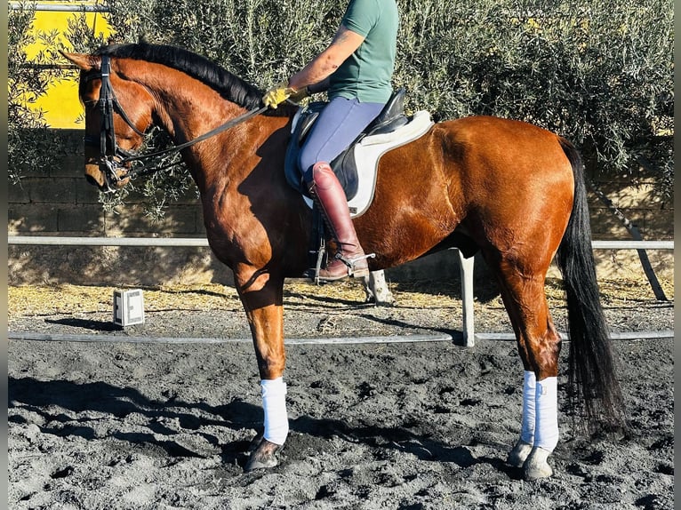 KWPN Gelding 9 years 16.2 hh Chestnut-Red in Sevilla