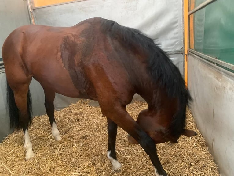 KWPN Gelding 9 years 16,2 hh in Zyrakow