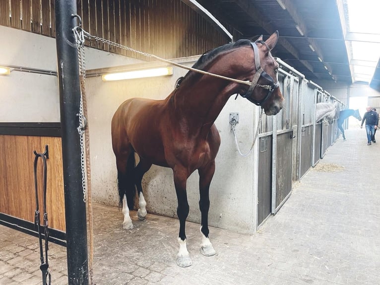 KWPN Gelding 9 years 16,2 hh in Zyrakow