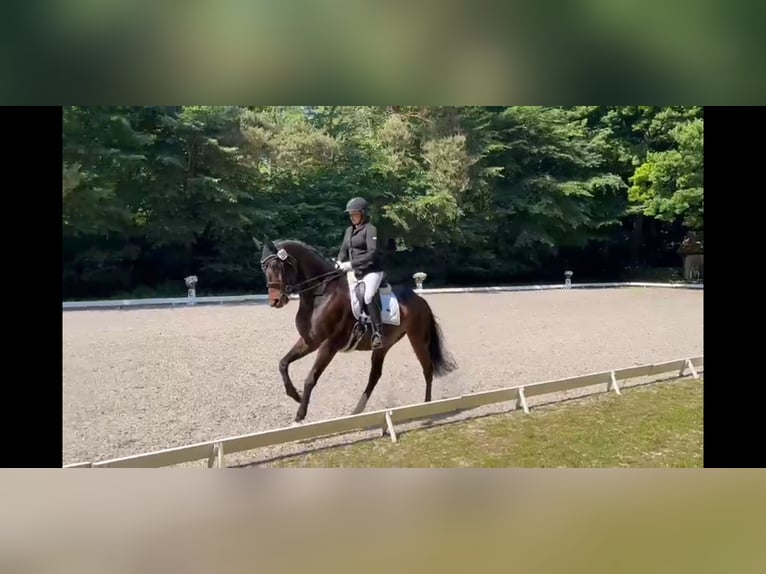 KWPN Gelding 9 years 16,3 hh Bay-Dark in Reinfeld (Holstein)