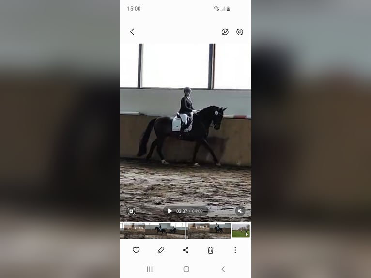 KWPN Gelding 9 years 16,3 hh Bay-Dark in Reinfeld (Holstein)