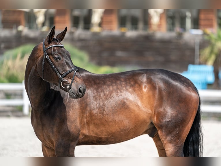 KWPN Gelding 9 years 16,3 hh Bay in zduchovice