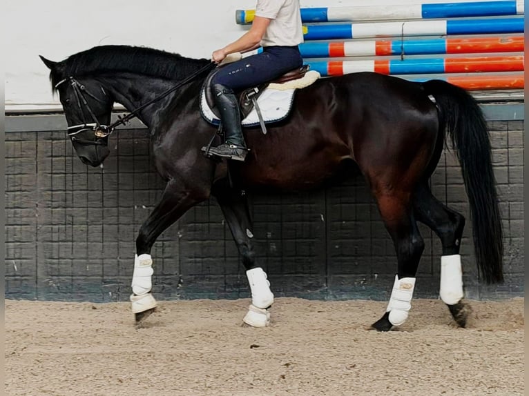 KWPN Gelding 9 years 16.3 hh Black in Weert
