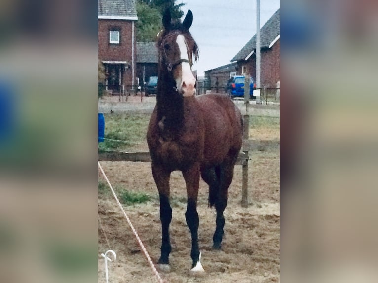 KWPN Gelding 9 years 16,3 hh Brown-Light in Koningsbosch