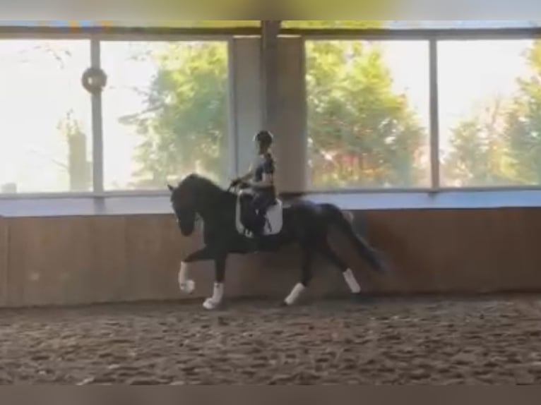 KWPN Gelding 9 years 16 hh Bay-Dark in Dohren