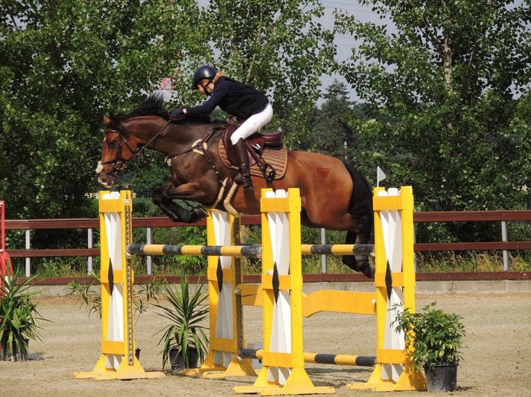 KWPN Gelding 9 years 16 hh Bay in Baloteşti