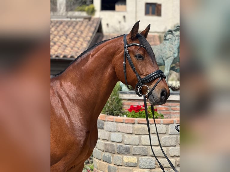 KWPN Gelding 9 years 16 hh Brown in Barcelona