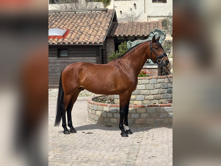 KWPN Gelding 9 years 16 hh Brown in Barcelona