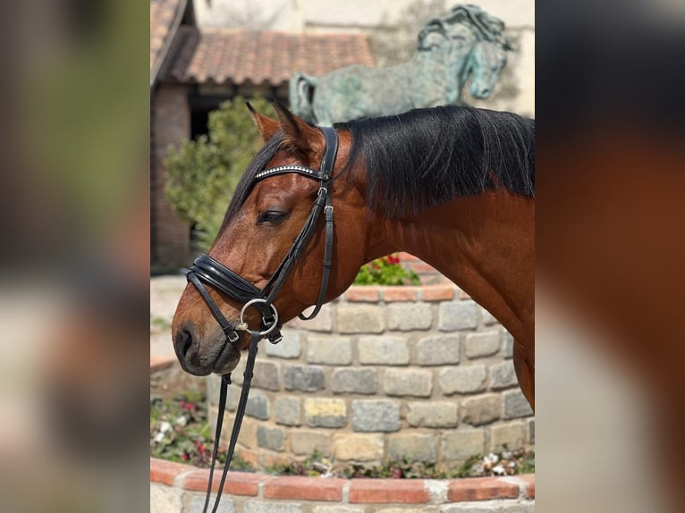 KWPN Gelding 9 years 16 hh Brown in Barcelona