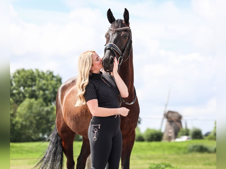 KWPN Gelding 9 years 16 hh Smoky-Black in Utrecht KWPN Gelding 9 years 16 hh Smoky-Black in Utrecht