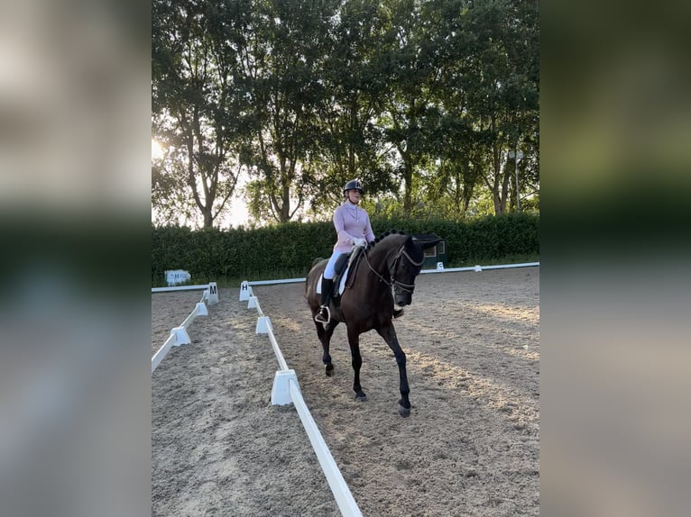 KWPN Gelding 9 years 16 hh Smoky-Black in Utrecht KWPN Gelding 9 years 16 hh Smoky-Black in Utrecht