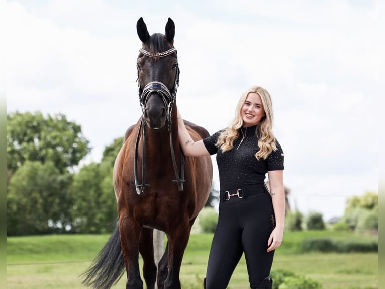 KWPN Gelding 9 years 16 hh Smoky-Black in Utrecht KWPN Gelding 9 years 16 hh Smoky-Black in Utrecht