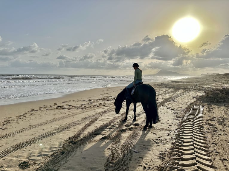 KWPN Gelding 9 years 16,1 hh Bay-Dark in Feldkirch