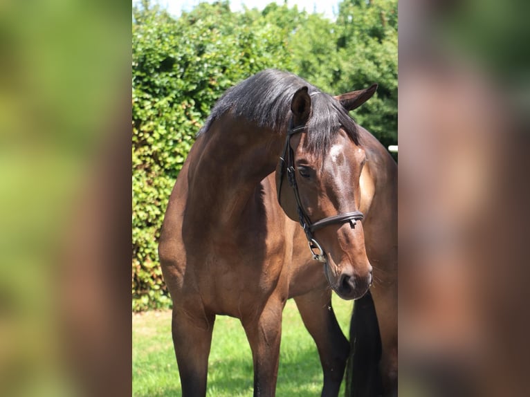 KWPN Gelding 9 years 16,1 hh Bay-Dark in Geilenkirchen