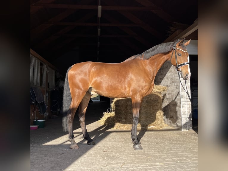 KWPN Gelding 9 years 16,1 hh Bay in Biskupice O&#x142;awskie