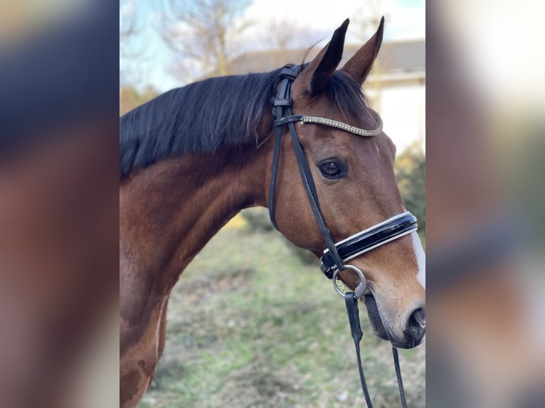 KWPN Gelding 9 years 16,1 hh Bay in Biskupice O&#x142;awskie