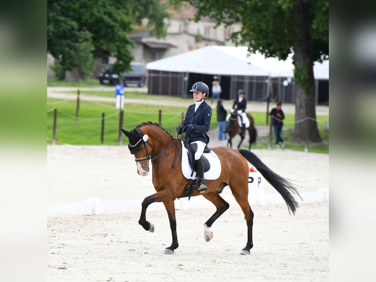 KWPN Gelding 9 years 16,1 hh Bay in Biskupice O&#x142;awskie