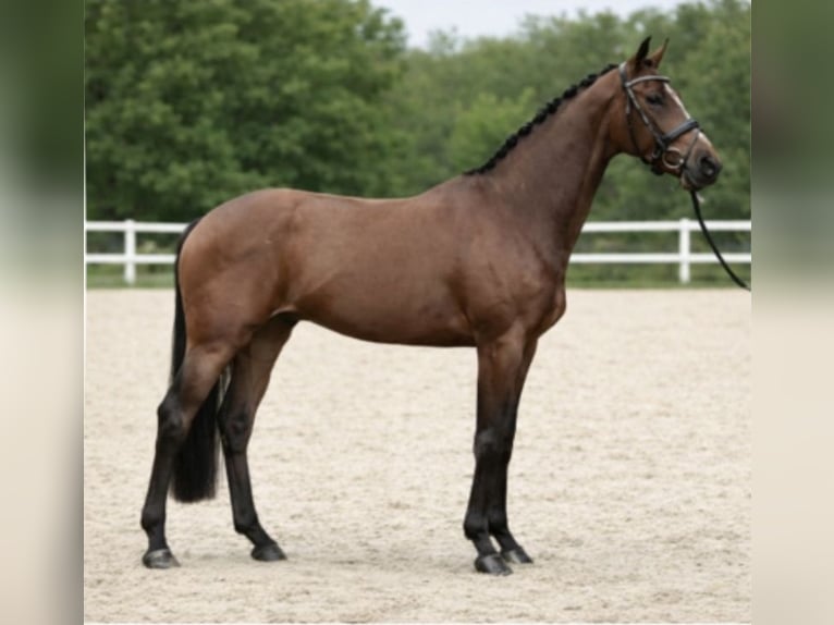KWPN Gelding 9 years 16,1 hh Brown in Neuss